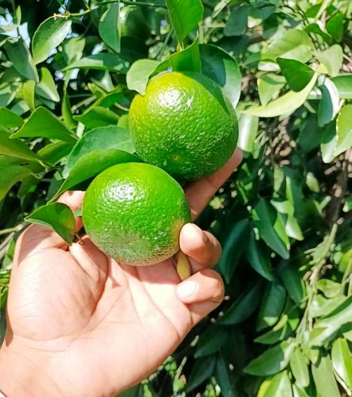 Kinnow (Mandarin Orange)Season 23-2024 coming Soon in Pakistan .Bilal Enterprises Kinnow Mandarin Exporter from Pakistan