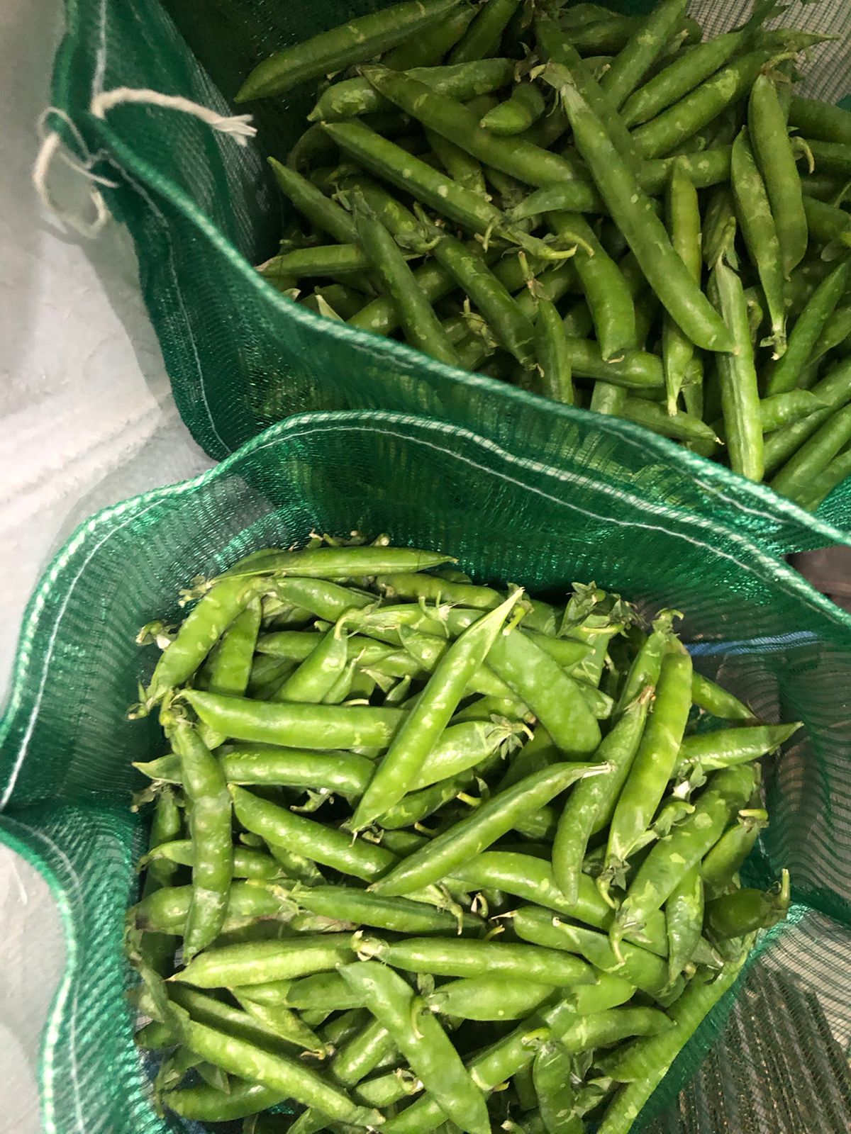 Pea Fresh Vegetable | Super Quality Pea Available with Customized packing from Bilal Enterprises (Import and Export) company in Pakistan. Best Quality Products with best price.bilalenterprisespak@gmail.com