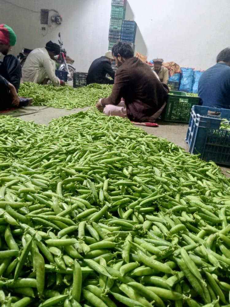 Pea Fresh Vegetable | Super Quality Pea Available with Customized packing from Bilal Enterprises (Import and Export) company in Pakistan. Best Quality Products with best price.bilalenterprisespak@gmail.com