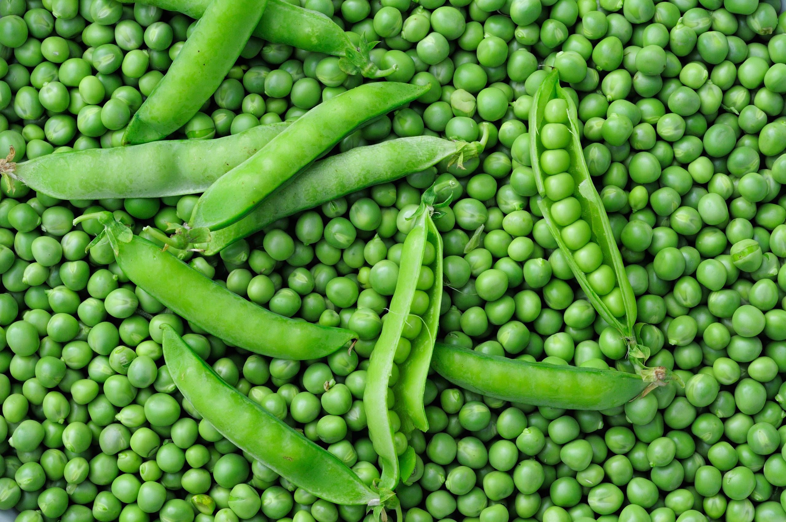 Pea Fresh Vegetable | Super Quality Pea Available with Customized packing from Bilal Enterprises (Import and Export) company in Pakistan. Best Quality Products with best price.bilalenterprisespak@gmail.com