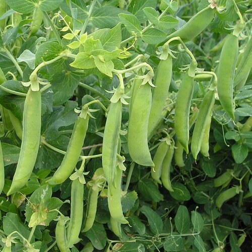 Pea Fresh Vegetable